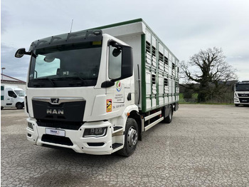 Truk pengangkut hewan MAN TGM 15.290