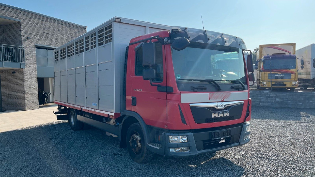 MAN TGL 10.220 Viehtransporter Rampe Trennwände - Truk pengangkut kuda: gambar 3 MAN TGL 10.220 Viehtransporter Rampe Trennwände - Truk pengangkut kuda: gambar 3