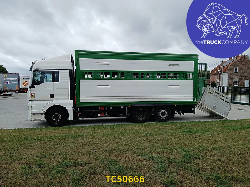 MAN TGX 460 - Truk pengangkut hewan: gambar 2 MAN TGX 460 - Truk pengangkut hewan: gambar 2