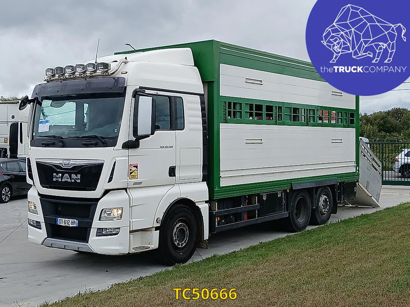 MAN TGX 460 - Truk pengangkut hewan: gambar 1 MAN TGX 460 - Truk pengangkut hewan: gambar 1