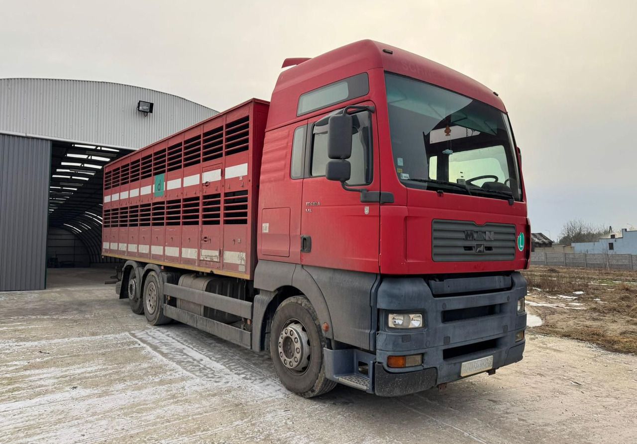 MAN TGA 410 - Truk pengangkut hewan: gambar 1 MAN TGA 410 - Truk pengangkut hewan: gambar 1