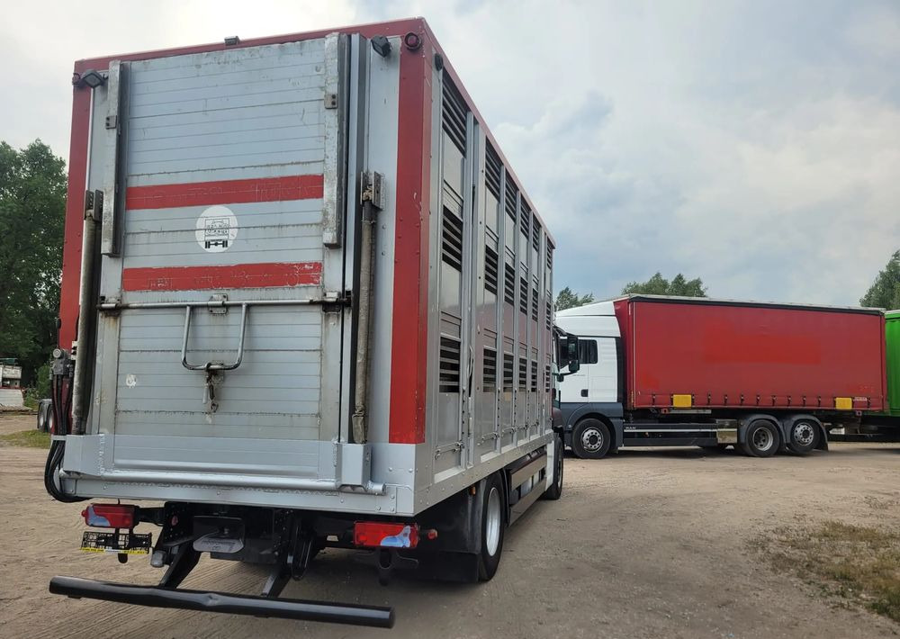 MAN TGS 18.400 Euro 6 do żywca - Truk pengangkut hewan: gambar 4 MAN TGS 18.400 Euro 6 do żywca - Truk pengangkut hewan: gambar 4