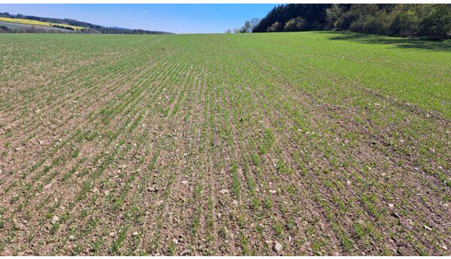 Farmet Falcon 6 PRO Fert+ - Menggabungkan bor benih: gambar 3 Farmet Falcon 6 PRO Fert+ - Menggabungkan bor benih: gambar 3