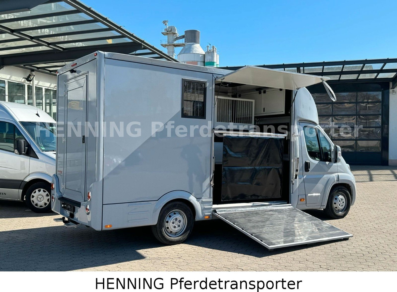 Citroën Jumper 3 - Sitzer - Truk pengangkut kuda: gambar 4 Citroën Jumper 3 - Sitzer - Truk pengangkut kuda: gambar 4
