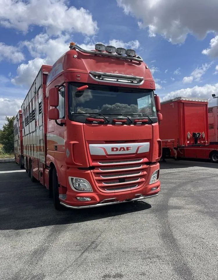 DAF XF 460 + Przyczepa Pezzaoli - 3X Trzoda, 2 X Bydło I 3 poziomy I Podnoszony dach I Hydroburta I Osie Skrętne I Poidła I Wentylatory I Pilot Manualny | Euro5 - Truk pengangkut hewan: gambar 1 DAF XF 460 + Przyczepa Pezzaoli - 3X Trzoda, 2 X Bydło I 3 poziomy I Podnoszony dach I Hydroburta I Osie Skrętne I Poidła I Wentylatory I Pilot Manualny | Euro5 - Truk pengangkut hewan: gambar 1