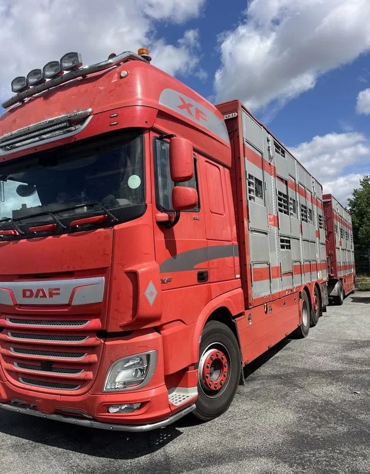 DAF XF 460 + Przyczepa Pezzaoli - 3X Trzoda, 2 X Bydło I 3 poziomy I Podnoszony dach I Hydroburta I Osie Skrętne I Poidła I Wentylatory I Pilot Manualny | Euro5 - Truk pengangkut hewan: gambar 2 DAF XF 460 + Przyczepa Pezzaoli - 3X Trzoda, 2 X Bydło I 3 poziomy I Podnoszony dach I Hydroburta I Osie Skrętne I Poidła I Wentylatory I Pilot Manualny | Euro5 - Truk pengangkut hewan: gambar 2