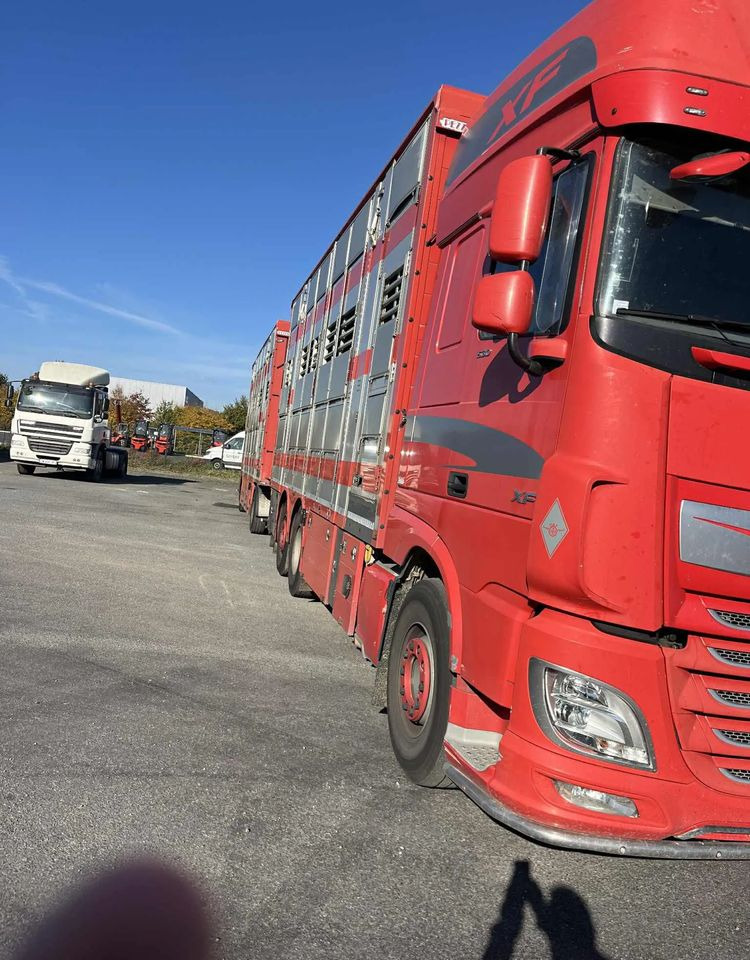 DAF XF 530 + Przyczepa Pezzaoli - 3X Trzoda, 2 X Bydło I 3 poziomy I Podnoszony dach I Hydroburta I Osie Skrętne I Poidła I Wentylatory I Pilot Manualny | - Truk pengangkut hewan: gambar 4 DAF XF 530 + Przyczepa Pezzaoli - 3X Trzoda, 2 X Bydło I 3 poziomy I Podnoszony dach I Hydroburta I Osie Skrętne I Poidła I Wentylatory I Pilot Manualny | - Truk pengangkut hewan: gambar 4