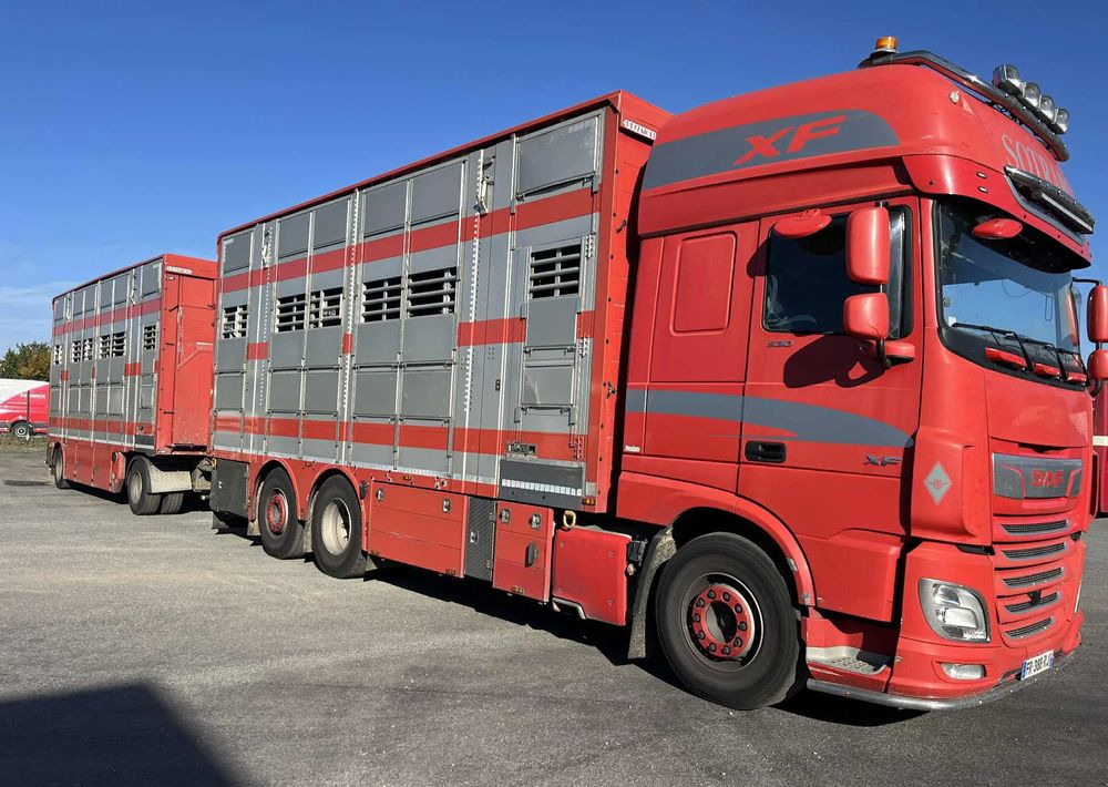 DAF XF 530 + Przyczepa Pezzaoli - 3X Trzoda, 2 X Bydło I 3 poziomy I Podnoszony dach I Hydroburta I Osie Skrętne I Poidła I Wentylatory I Pilot Manualny | - Truk pengangkut hewan: gambar 2 DAF XF 530 + Przyczepa Pezzaoli - 3X Trzoda, 2 X Bydło I 3 poziomy I Podnoszony dach I Hydroburta I Osie Skrętne I Poidła I Wentylatory I Pilot Manualny | - Truk pengangkut hewan: gambar 2