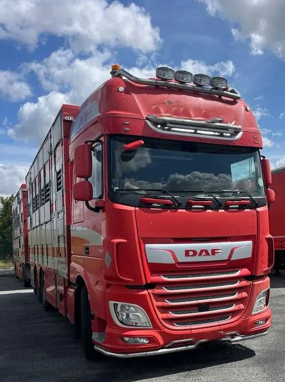 DAF XF 530 + Przyczepa Pezzaoli - 3X Trzoda, 2 X Bydło I 3 poziomy I Podnoszony dach I Hydroburta I Osie Skrętne I Poidła I Wentylatory I Pilot Manualny | - Truk pengangkut hewan: gambar 5 DAF XF 530 + Przyczepa Pezzaoli - 3X Trzoda, 2 X Bydło I 3 poziomy I Podnoszony dach I Hydroburta I Osie Skrętne I Poidła I Wentylatory I Pilot Manualny | - Truk pengangkut hewan: gambar 5