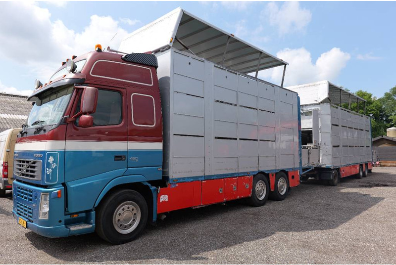 Volvo FH 13 480 6x2 3 stock livestock transport Cuppers - Truk pengangkut hewan: gambar 2 Volvo FH 13 480 6x2 3 stock livestock transport Cuppers - Truk pengangkut hewan: gambar 2