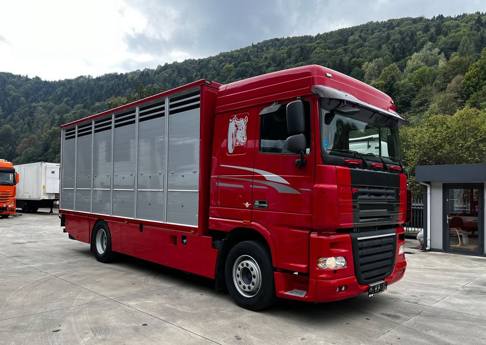 DAF XF 105.460 Euro 5 // Manual // Retarder // Do Żywca / Bydła / Zwierząt / - Truk pengangkut hewan: gambar 2 DAF XF 105.460 Euro 5 // Manual // Retarder // Do Żywca / Bydła / Zwierząt / - Truk pengangkut hewan: gambar 2