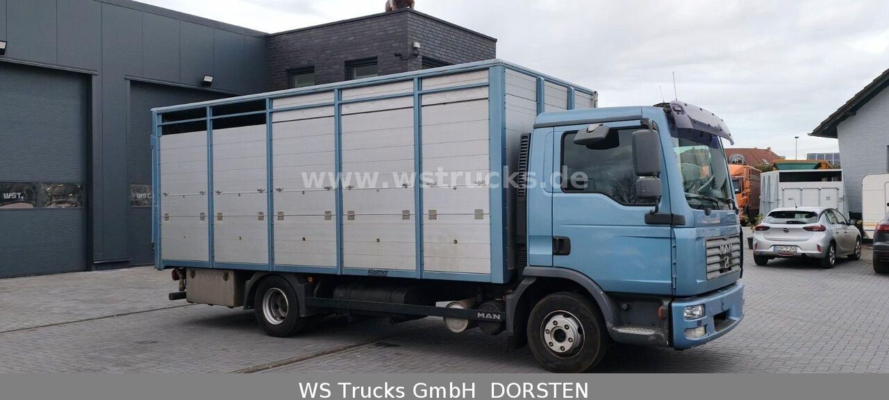 MAN TGL 10.210 1 Stock Viehtransporter - Truk pengangkut hewan: gambar 4 MAN TGL 10.210 1 Stock Viehtransporter - Truk pengangkut hewan: gambar 4