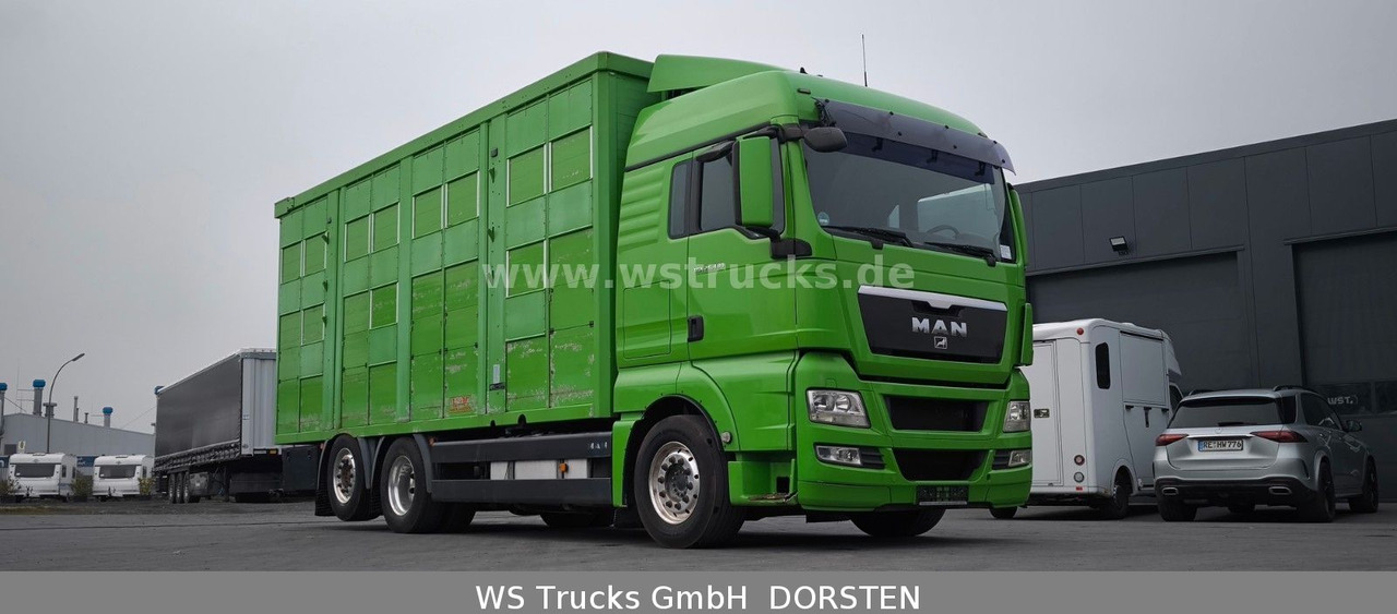 MAN TGX 26.480 XL KABA 3 Stock Viehtransporter - Truk pengangkut kuda: gambar 4 MAN TGX 26.480 XL KABA 3 Stock Viehtransporter - Truk pengangkut kuda: gambar 4