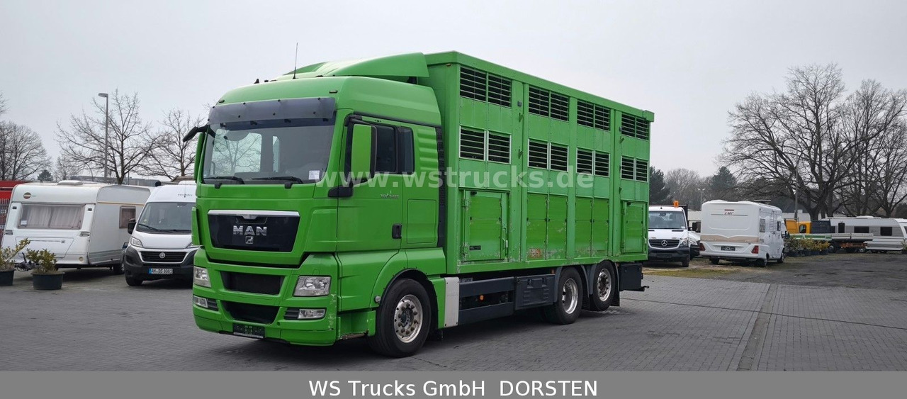 MAN TGX 26.480 XL KABA 3 Stock Vollalu - Truk pengangkut kuda: gambar 2 MAN TGX 26.480 XL KABA 3 Stock Vollalu - Truk pengangkut kuda: gambar 2