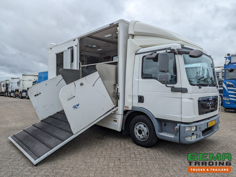 MAN TGL 12.250 4x2 Euro5 EEV RC HorseTruck - 2a3 Paards - 135.000km - MARGE (V821) - Truk pengangkut kuda: gambar 3 MAN TGL 12.250 4x2 Euro5 EEV RC HorseTruck - 2a3 Paards - 135.000km - MARGE (V821) - Truk pengangkut kuda: gambar 3