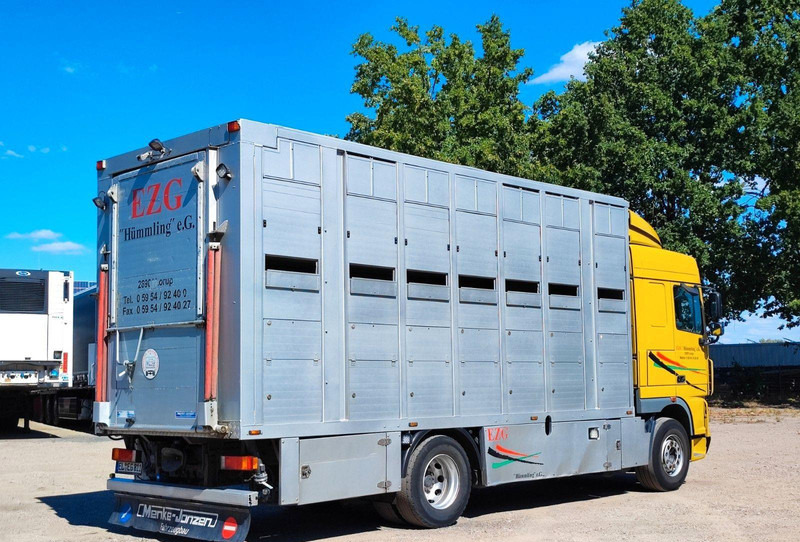DAF XF410 Menke Doppelstock - Truk pengangkut hewan: gambar 5 DAF XF410 Menke Doppelstock - Truk pengangkut hewan: gambar 5