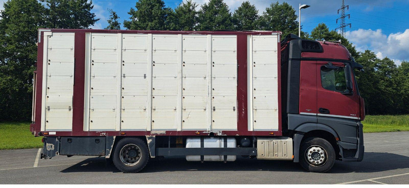 Mercedes-Benz Actros 1851 - Truk pengangkut hewan: gambar 2 Mercedes-Benz Actros 1851 - Truk pengangkut hewan: gambar 2